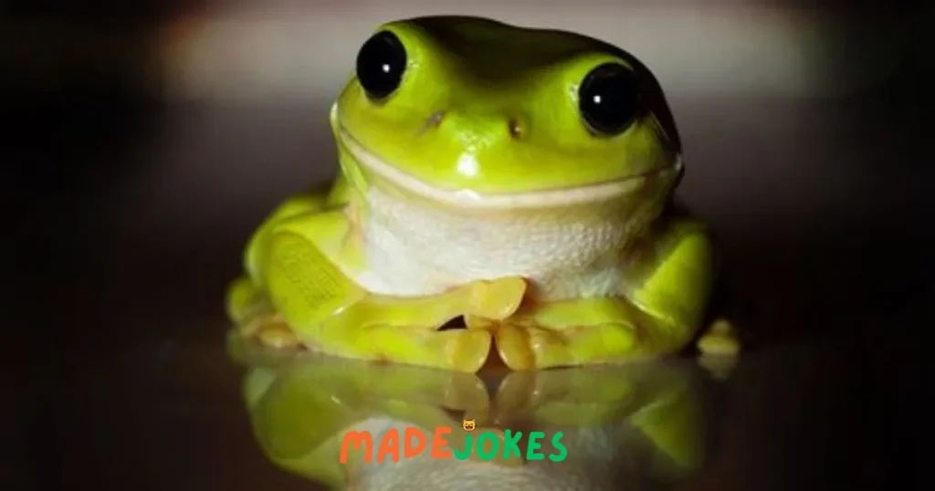 Cheesy Frog Jokes and Puns