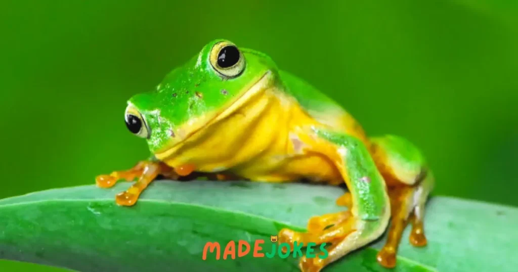 Frog Jokes and Puns Reddit