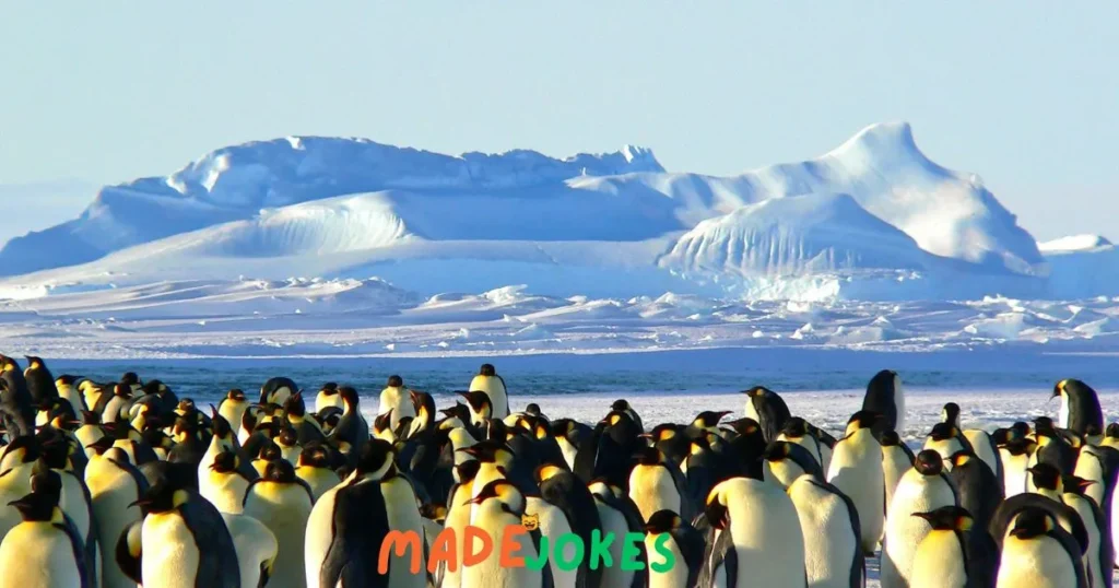 Penguin One-Liners