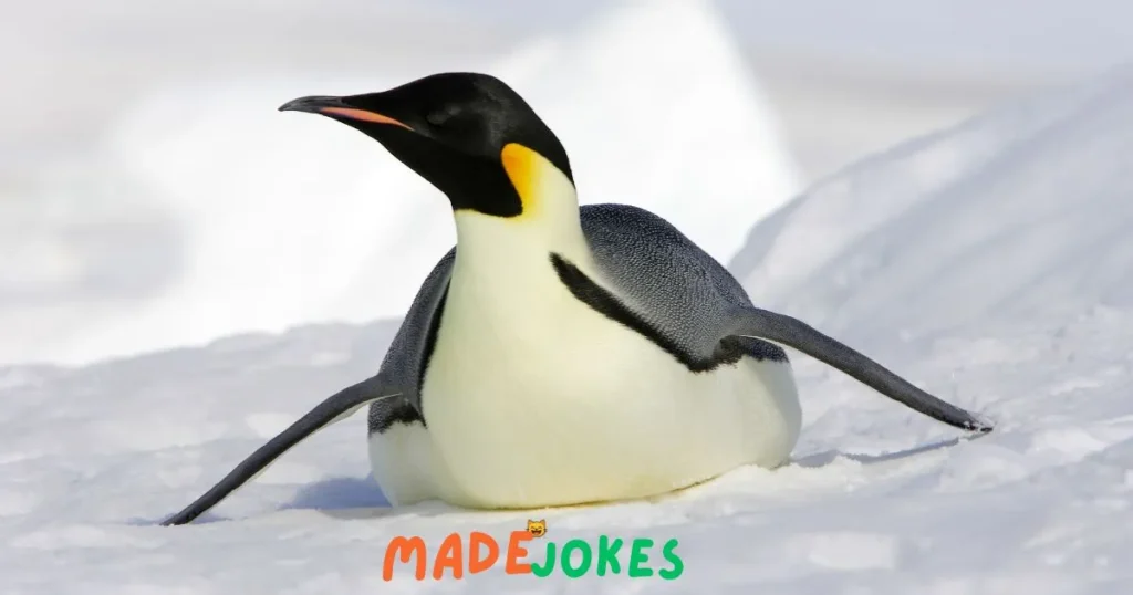 penguins-always-stay-cool
