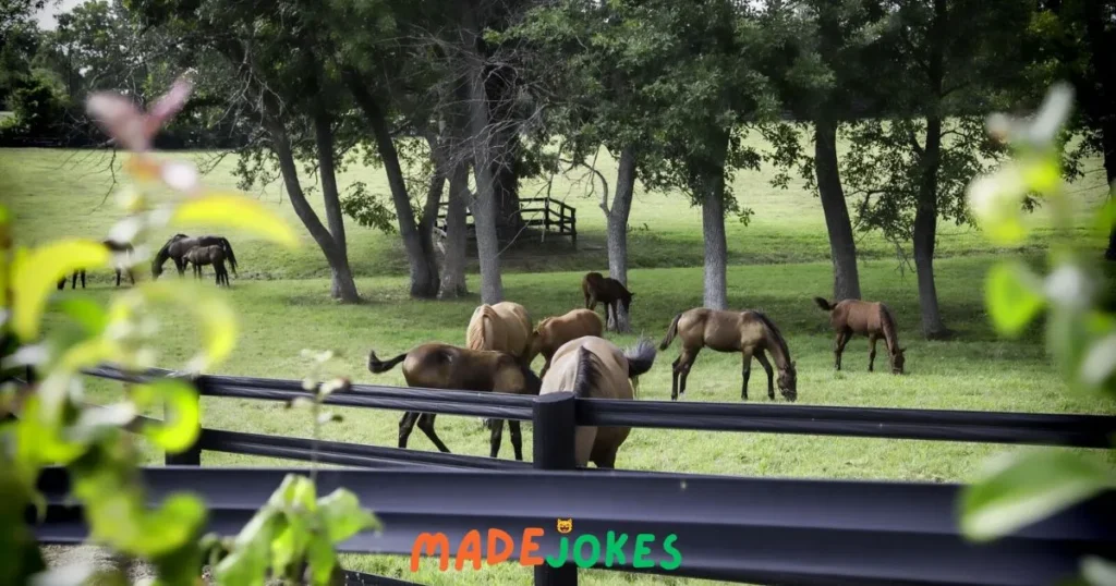 Kentucky Puns for Adult