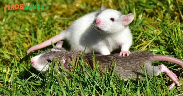 Rat Jokes & Puns