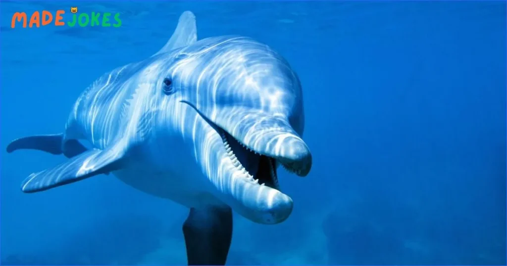 Whale Fat Jokes
