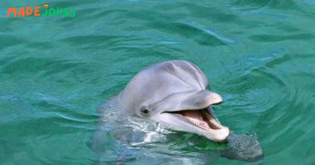 Whale Water Jokes