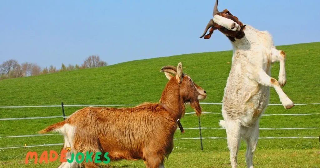 Our village goats 