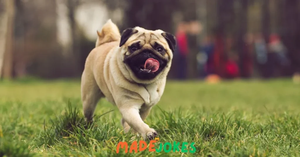 Best Pug Puns and Jokes
