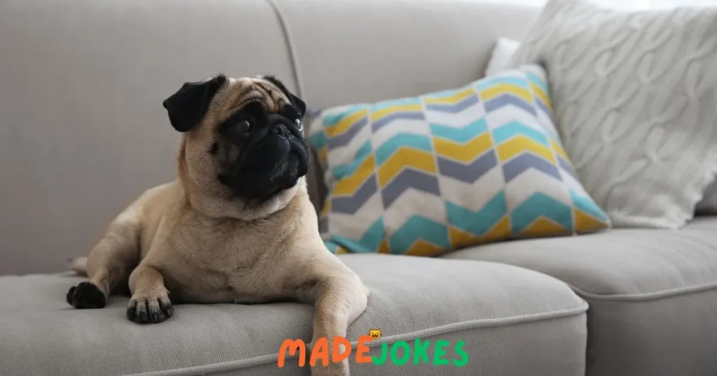 Clever Pug Puns and Jokes