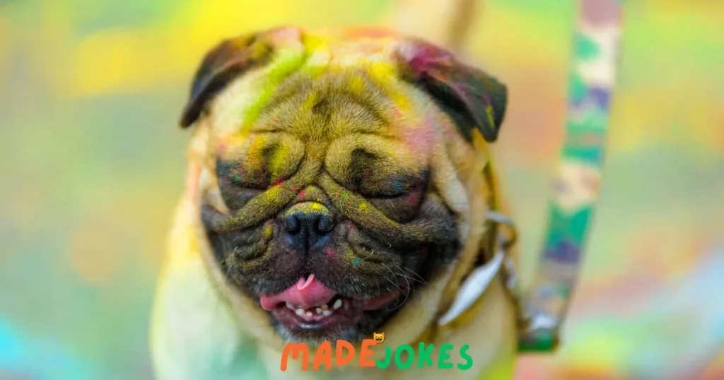 Kids Pug Puns and Jokes