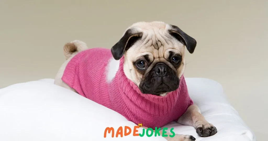 One-liner Pug Puns and Jokes