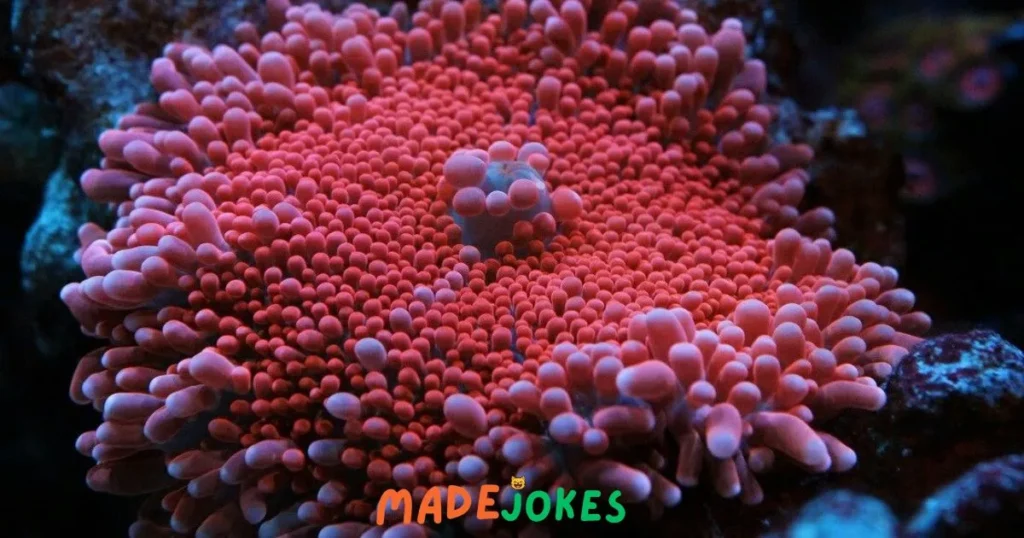Cheesy Coral Puns