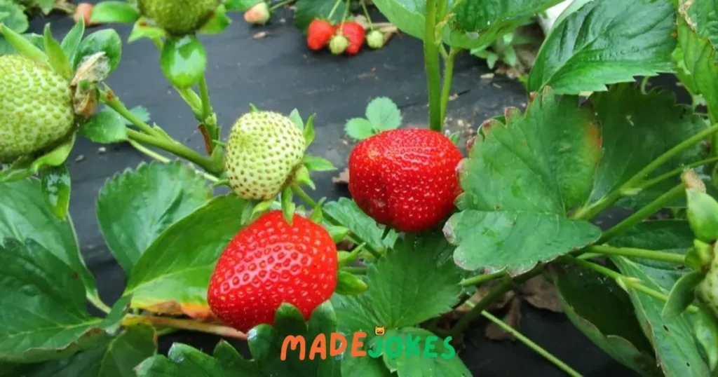 Cheesy Strawberry Puns Valentines Day