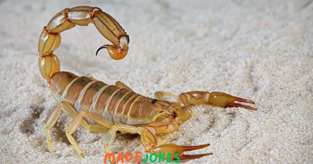 Dirty Scorpion Puns