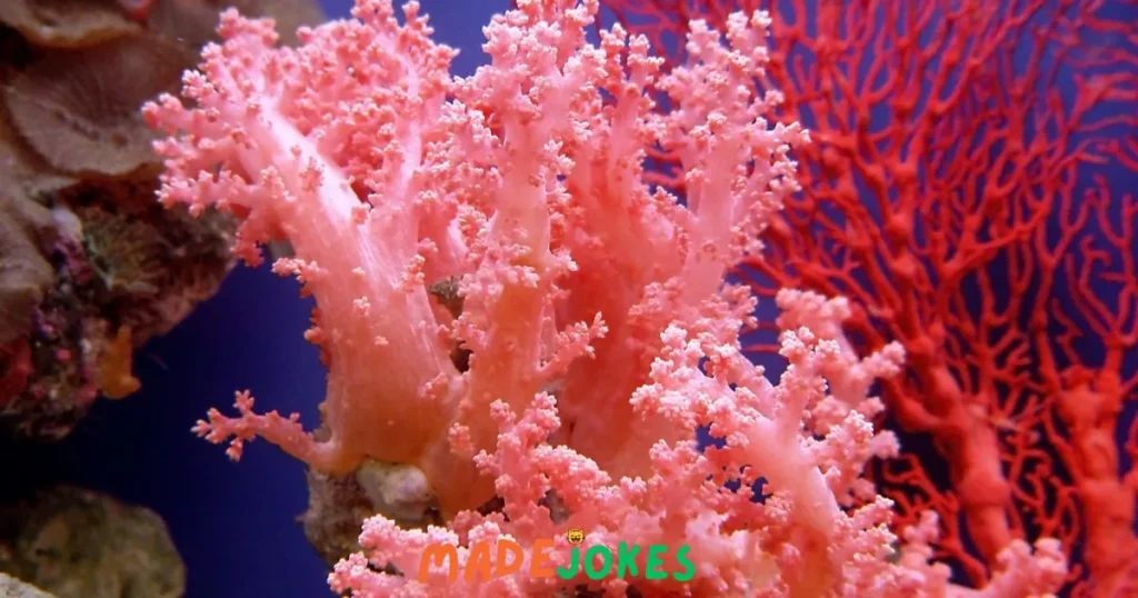 Top Coral Puns
