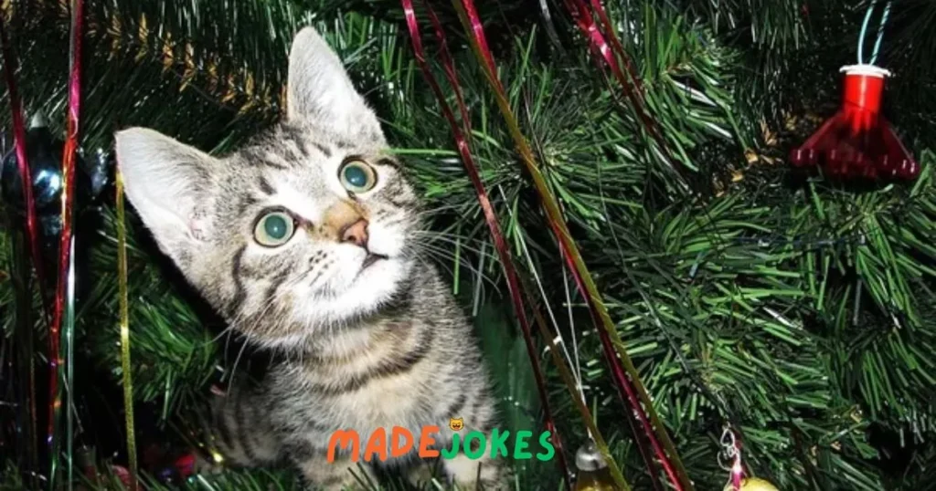 Best Christmas Cat Jokes 