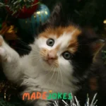 Christmas Cat JokesÂ