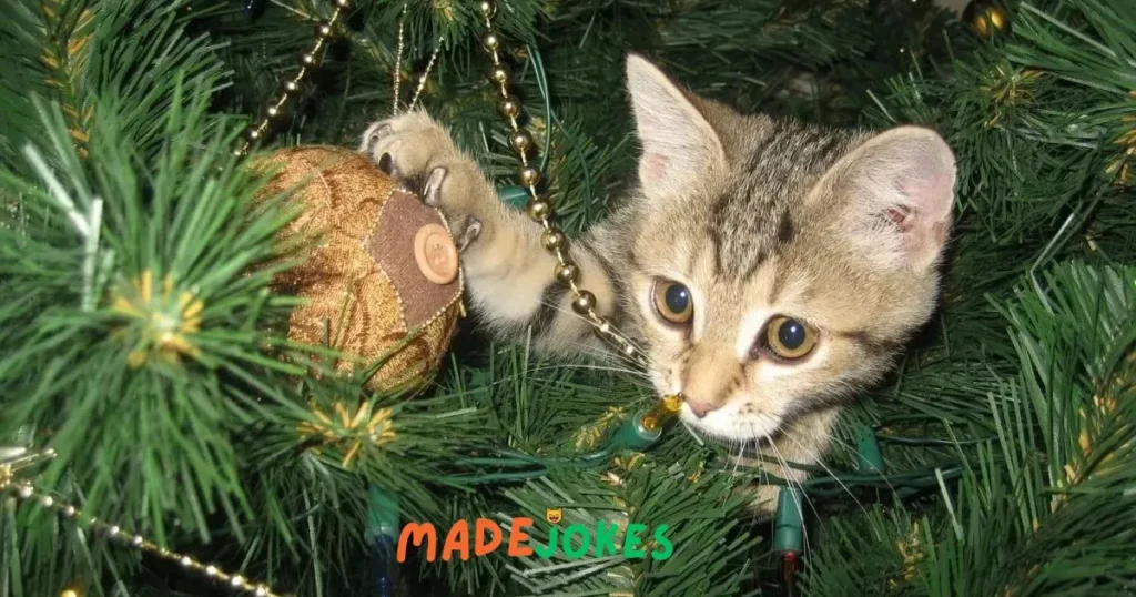 Clever Christmas Cat Jokes 