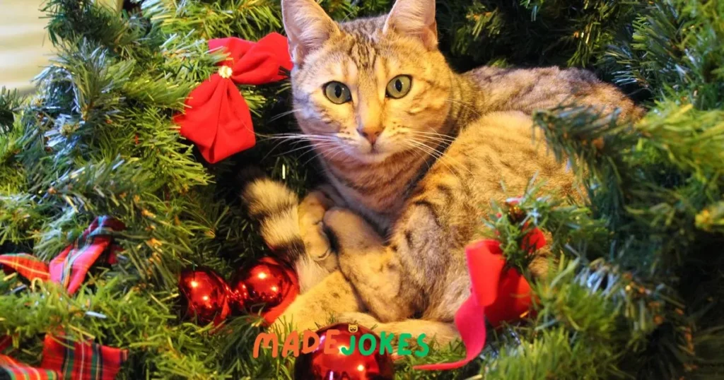 Cute Christmas Cat Jokes 