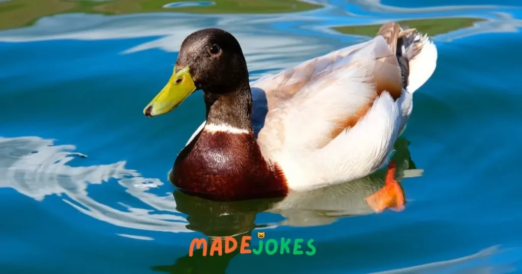 Funny Duck Puns