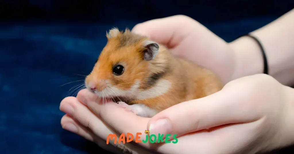 Hamster Puns Dirty