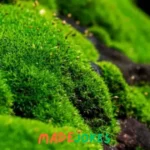 Moss puns