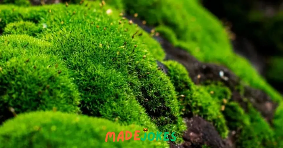 750+ Moss Puns One Liners (2026) Madejokes