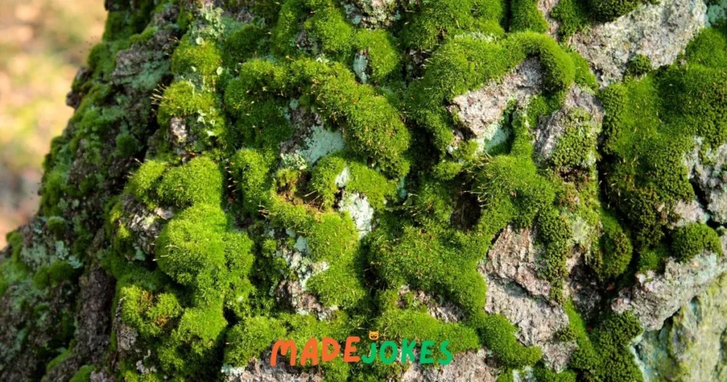 Top Moss Puns